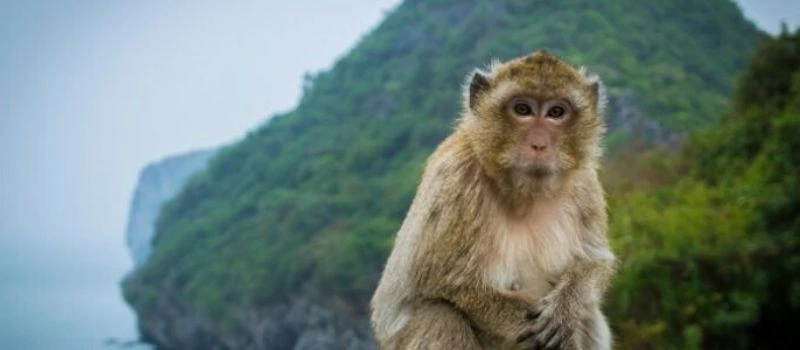 ile de singes &agrave; Lan Ha