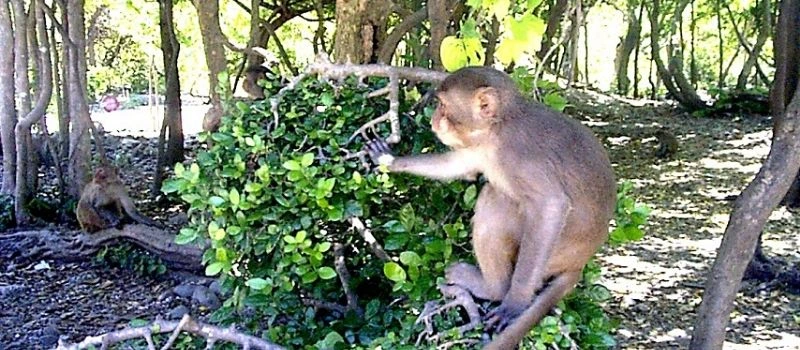 L'&icirc;le et le parc national de Cat Ba