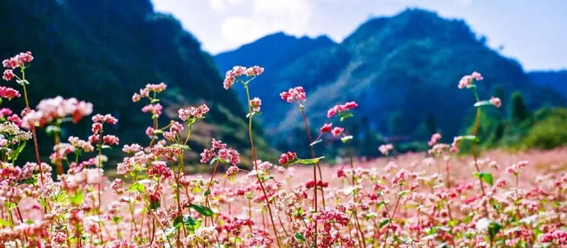 Voyage dans le Nord du Vietnam en novembre