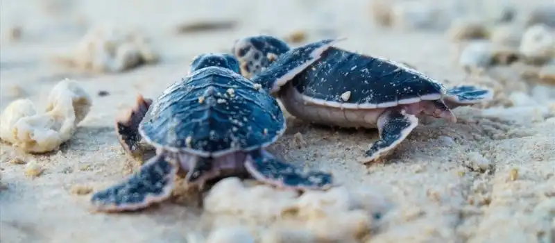 Voyages abordables et accessibles - Avantages des programmes de volontariat au Vietnam