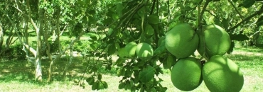Eco-village de Thuy Bieu et cours de cuisine 1 jour