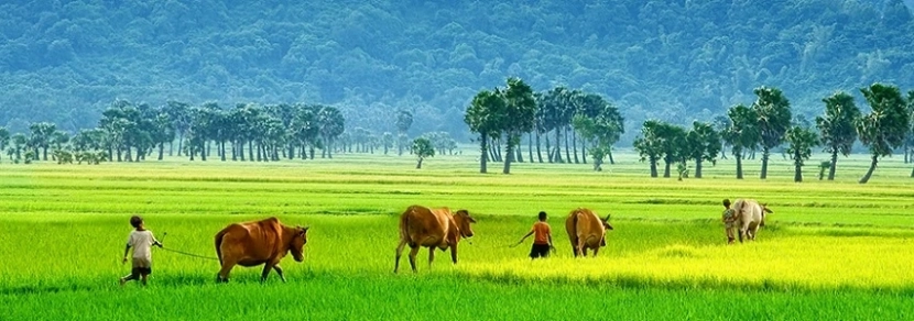 Circuit Delta du Mékong 5 jours 4 nuits