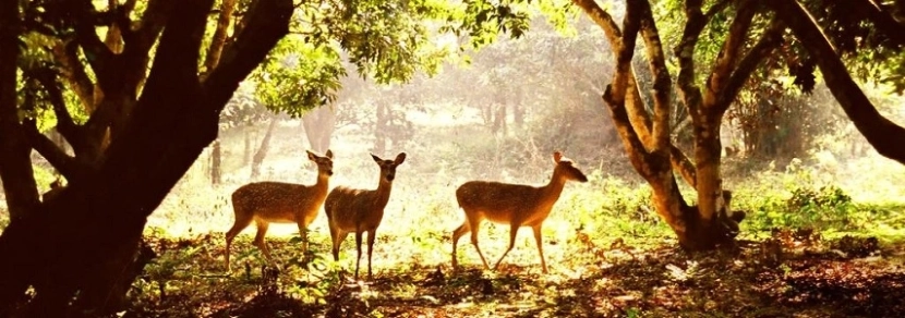 Circuit Hanoi Hoa Lu Cuc Phuong Hanoi - 3 jours 2 nuits