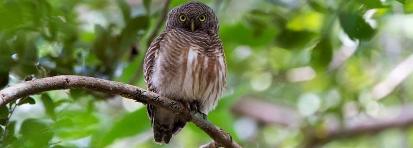 Visite le Parc National de Cat Tien Saigon 2 jours